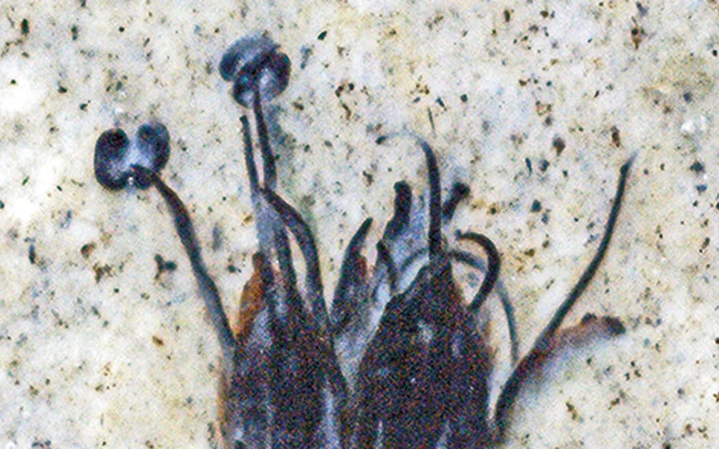 Fossil Cunoniaceae flower, with in situ pollen