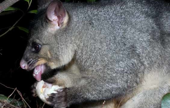 Possum scavenges woodpigeon nest.