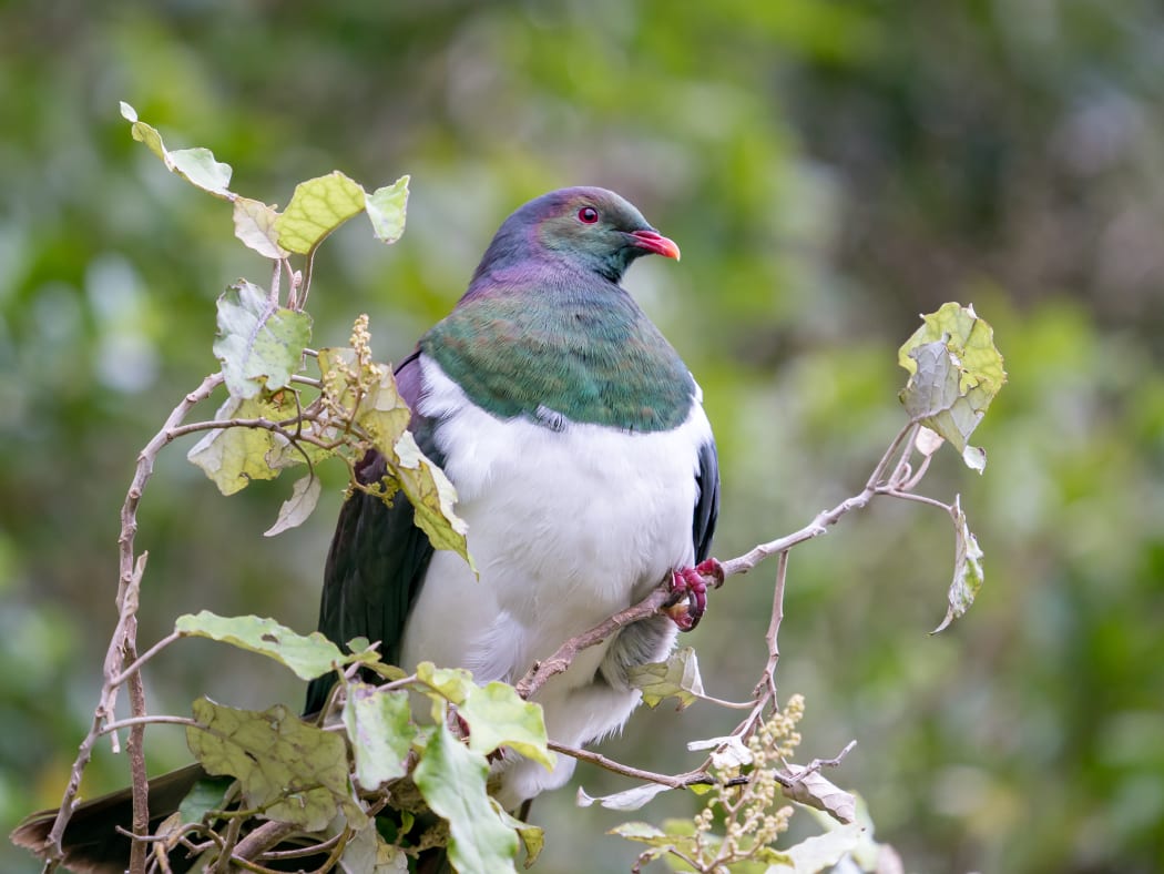 The New Zealand kererū
