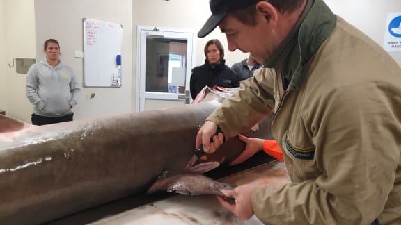 The great white shark that was caught off Taranaki was then dissected for scientific research purposes.