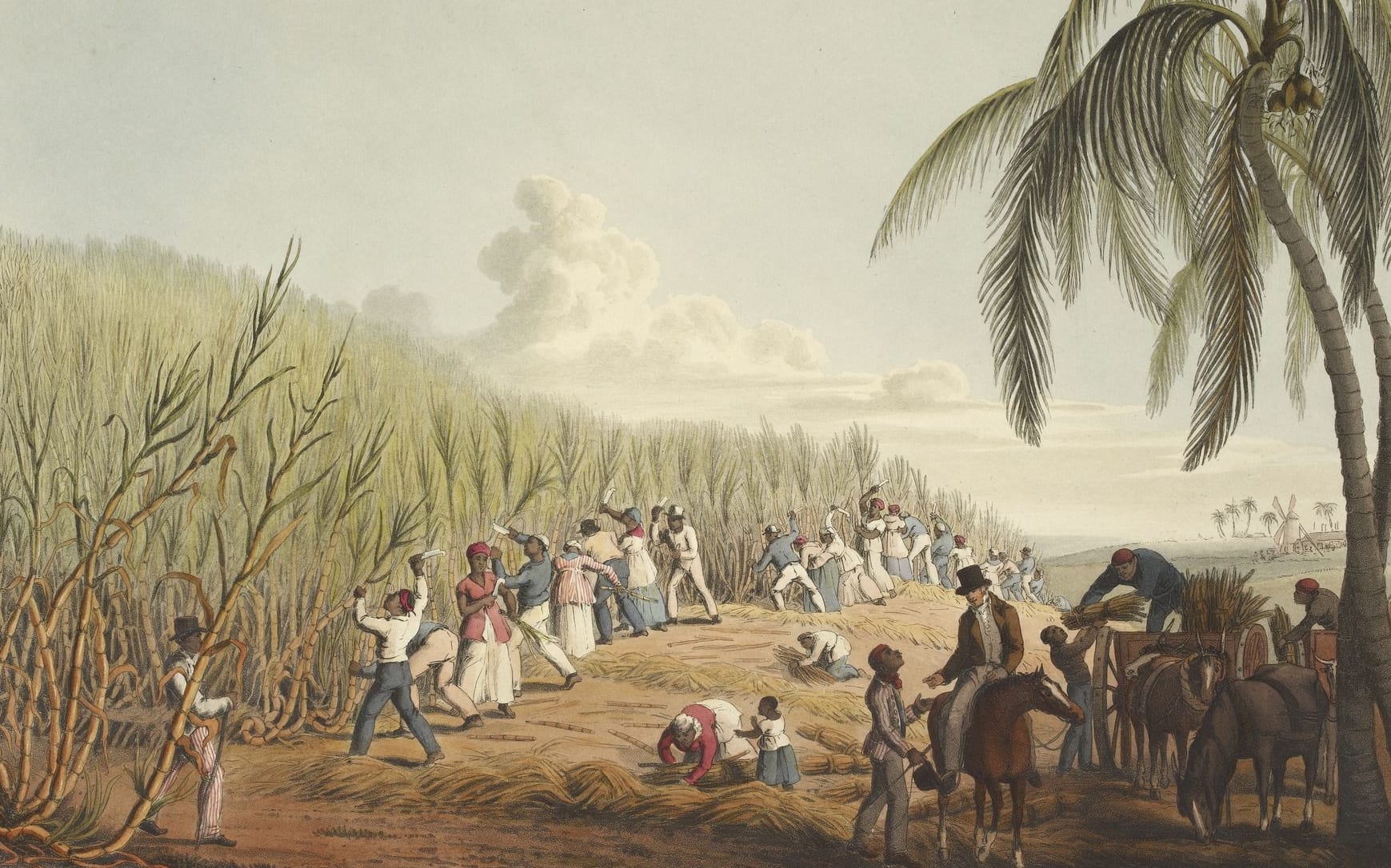 Slaves cut sugar cane on the Caribbean island of Antigua in this 1823 illustration by William Clark.