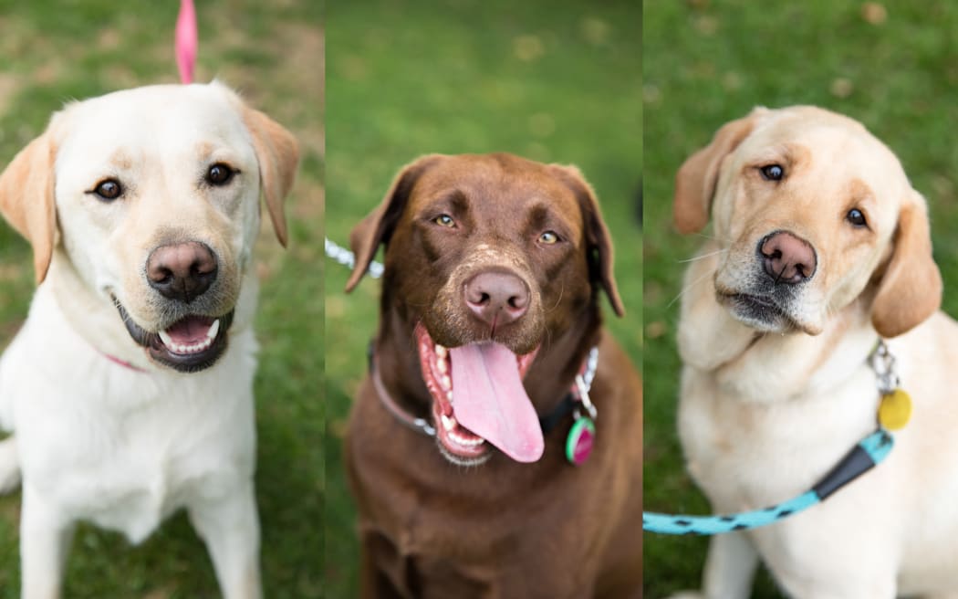 Three labradors - two of them yellow- and one of them chocolate- all called Bella