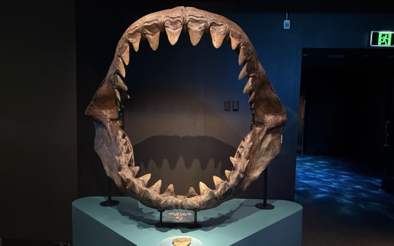 A reconstruction of a megalodon jaw. The Megalodon is an extinct species of giant mackerel shark, which is considered to be the largest fish to have lived.
