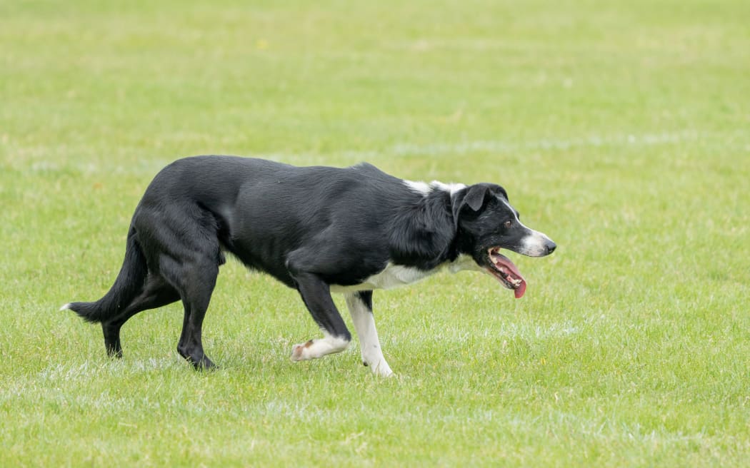 Aussie sheep dog Duncan competing in the Wayleggo Cup in Ashburton