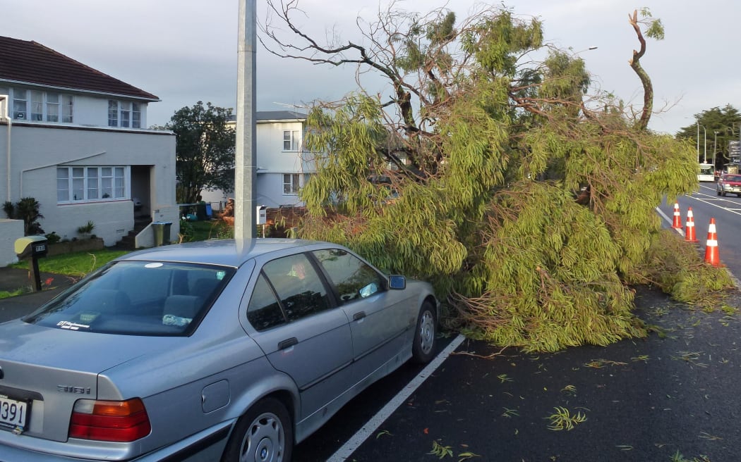 Trees came down on the North Shore.