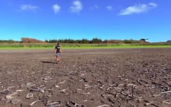 Before this week’s rain the lakebed was a mass of dry dirt and dead or dying eels. Supplied