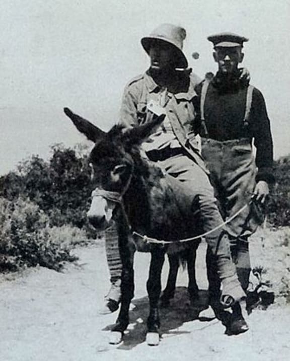 Simpson and his Donkey photo