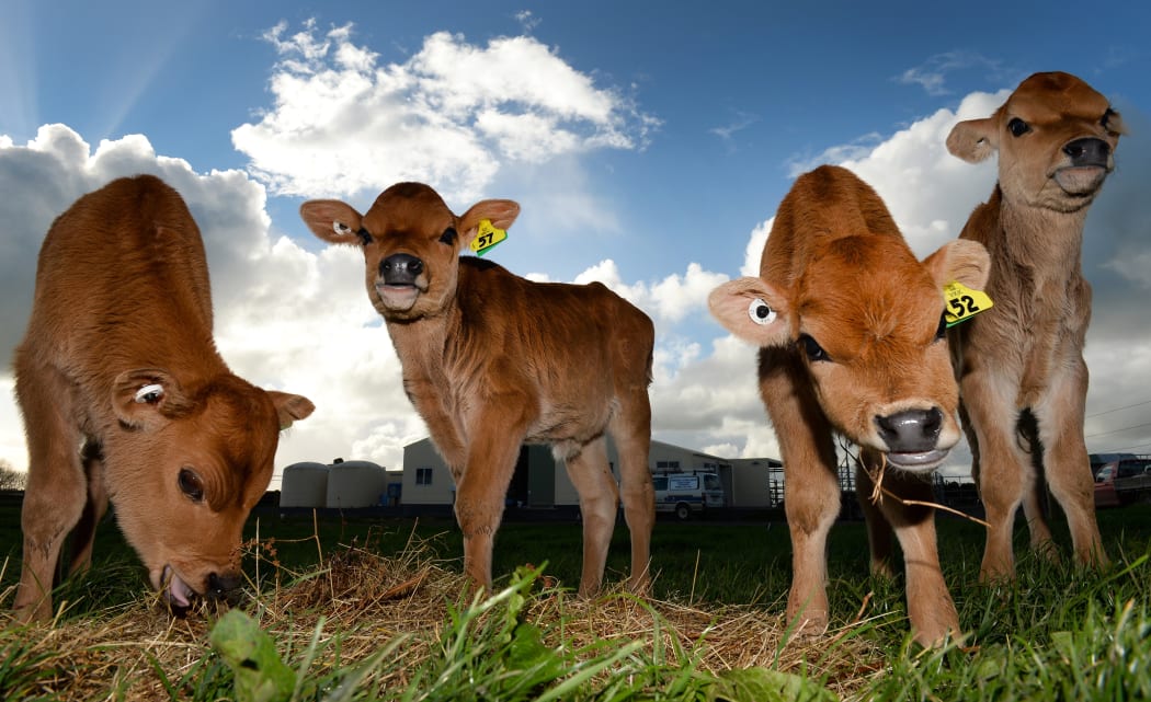 calves