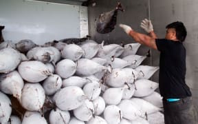 Cook Island workers handling a yellow fin tuna that was off-loaded from a fishing ship into a shipping container in Avarua on Rarotonga.