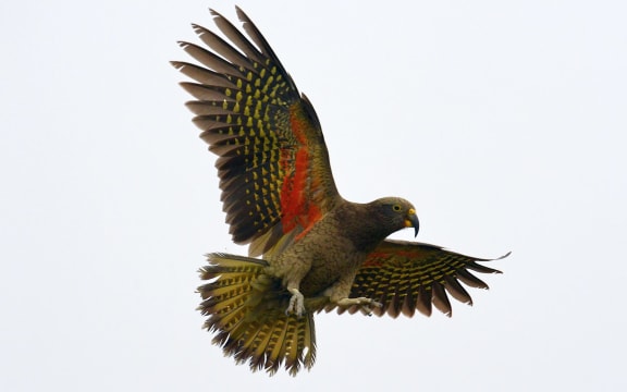 Kea (Nestor notabilis) in flight, showing its distinctive orange underwings.