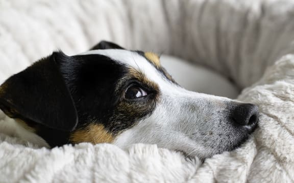 A terrier dog curled up on its bed