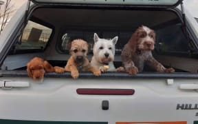 Which one of these is the farm dog?