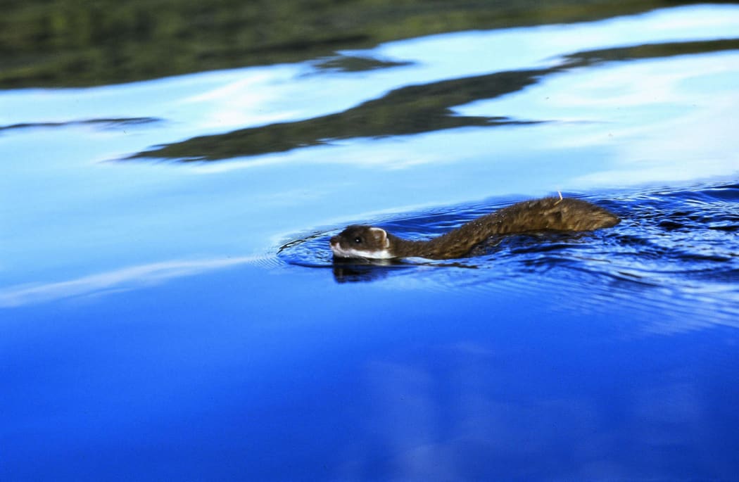 “Stoat swimming”
Stoats pose significant threats as predators of native wildlife. 
(Photo: Peter Morrin).