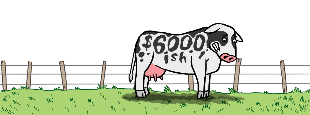 The current level of debt in the New Zealand dairy sector is