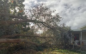 A tree fallen over in Rotoorangi in Waikato during a storm on 29 May, 2024.