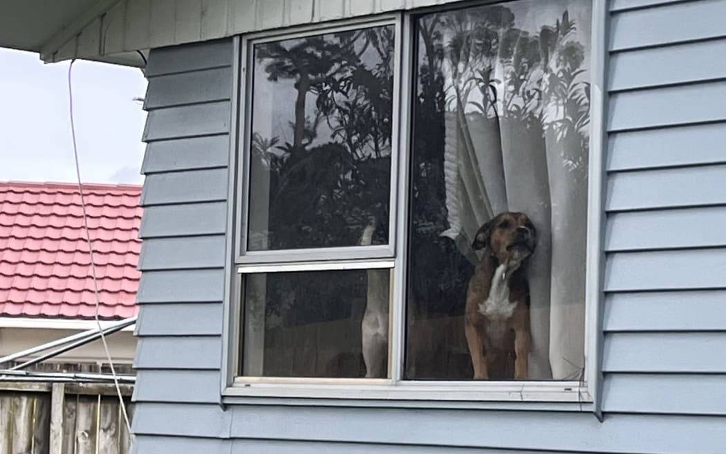The dogs were eventually removed from the Buckland's Beach house by police and later euthanised.