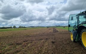 Kaipara paddock with some harvested, some rotten kumara following Cyclone Gabrielle.