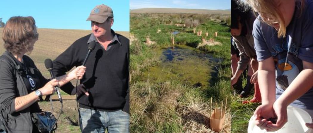 Alison Ballance interviews 'mudfish farmer' Ross Rathgen; the new Canterbury mudfish ponds with plantings of native plants; and a student releases mudfish into one of the new mudfish ponds.