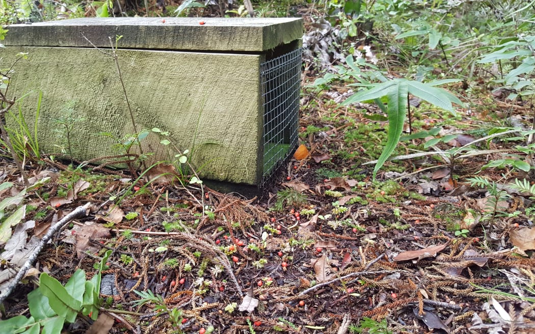 Thousands of stoat traps are being used in Fiordland to keep islands free of the voracious introduced hunter. Rimu fruits carpet the forest floor around this trap.