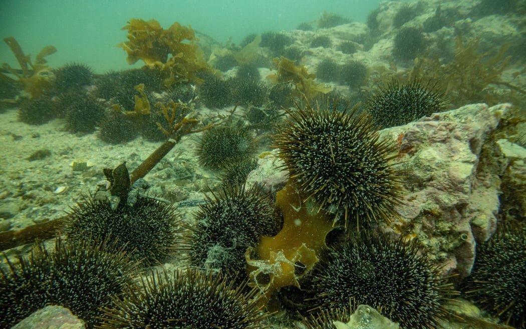 Waters of Hauraki Gulf