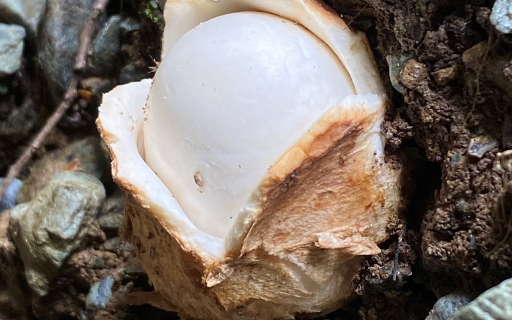 Fischer' egg fungi
