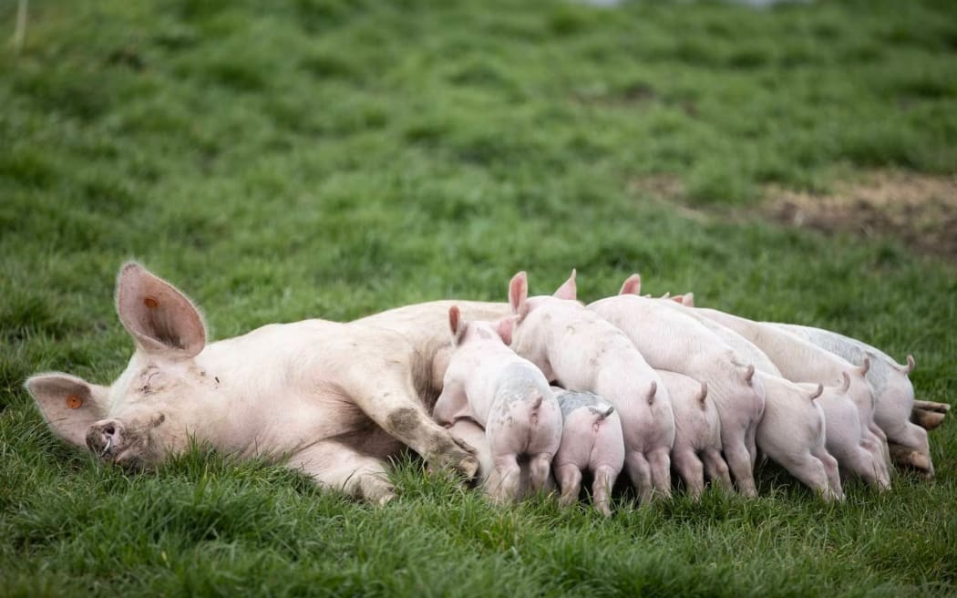 A large number of piglets are born each week, year-round, at the prison piggery. Christchurch Men's Prison.