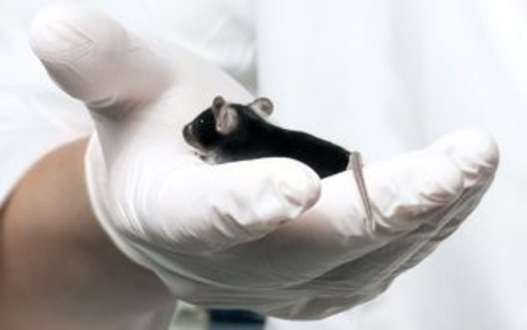 Animal testing