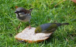 A House Sparrow and a Silvereye.