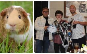 Josh Wilson-Jones guinea pig fanatic.