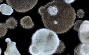 At least 11 employees have reported symptoms linked to toxic mould found in the council buildings.