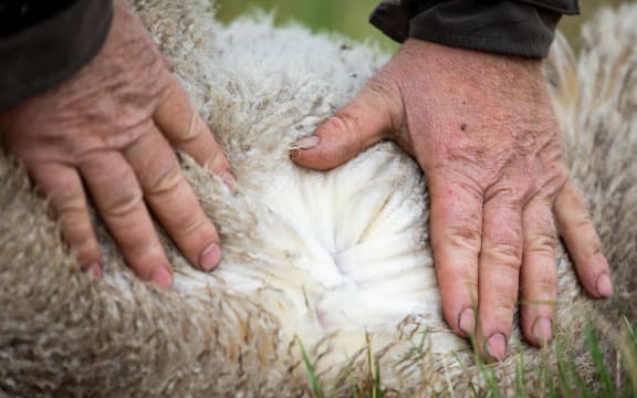 Sheep