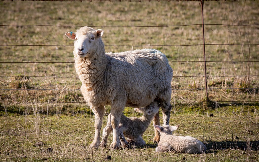 North Canterbury's Hurunui district has been grappling with a drought this year.