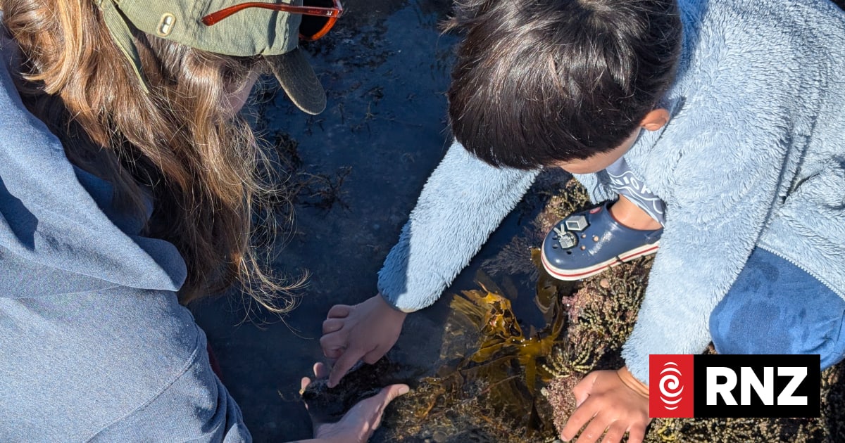 Online attacks over event to teach kids about rockpools