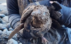 One of the kororā which was rescued after its nesting box was completely buried by a mud slip.