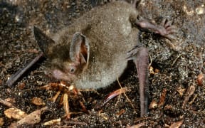 The new species, Mystacina miocenalis, is related to another bat, Mystacina tuberculata (above), which still lives in New Zealand's old growth forests.