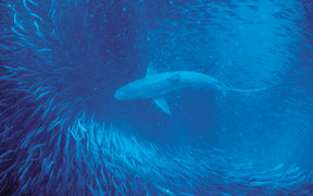 Bronze whaler swims through school of sardines on South Africa's Wild Coast. Can biodiversity be sustained without sacrificing fish catches?