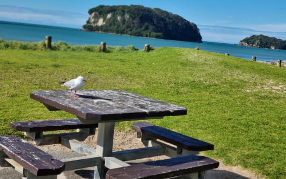 Whangamatā beach, Coromandel.