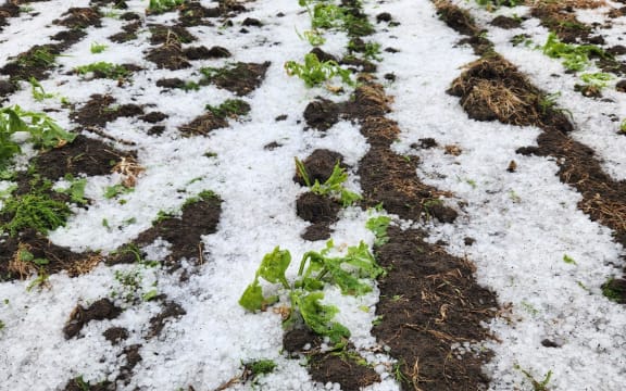 The strip-tilled fodder beet after the hail, looking pretty bashed up