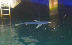A blue shark trapped in Wellington inner harbour.