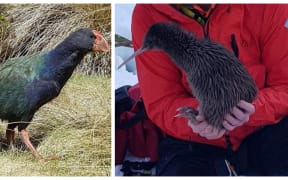Takahē and Rowi kiwi have been named the Department of Conservation's best breeding species of 2019.