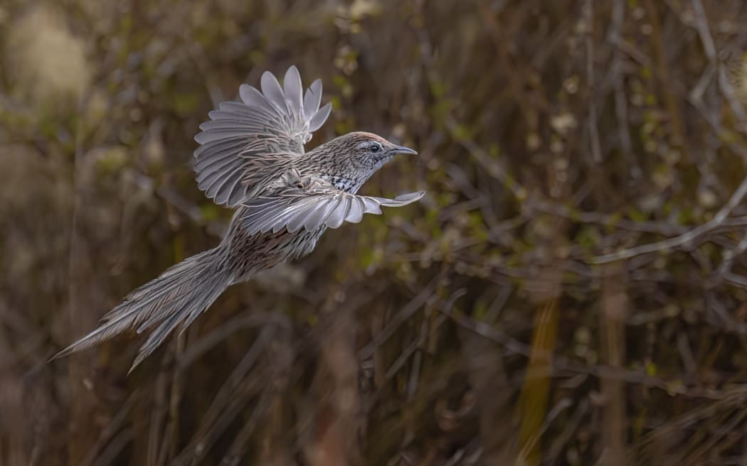 Mātātā / NZ fernbird
