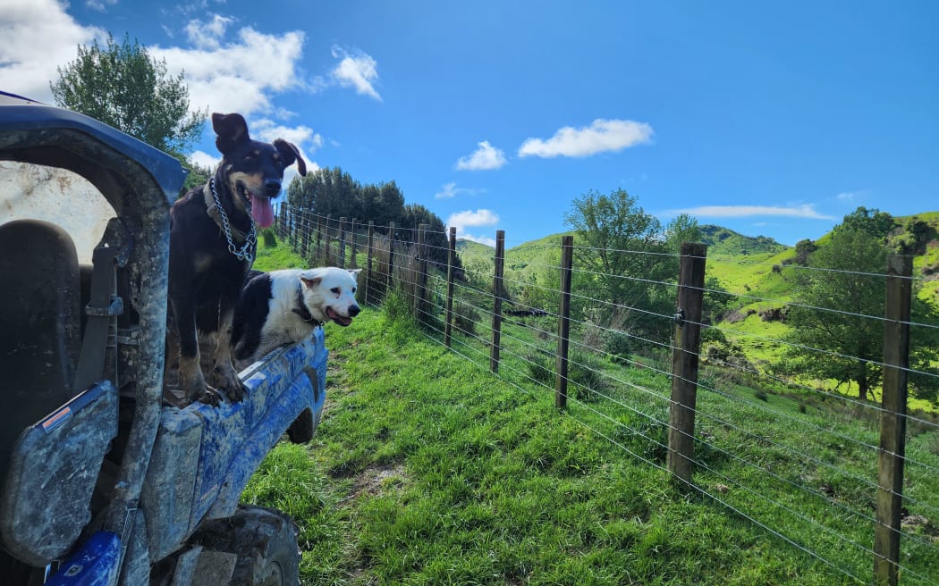 Two dogs on the back of a ute travelling down a farm track