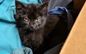 Black kitten, Bluffy, snuggled up.