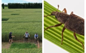 Grass test plot and Argentine stem weevil