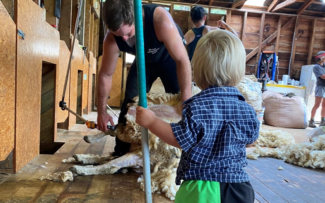 Tad watches his Dad shear