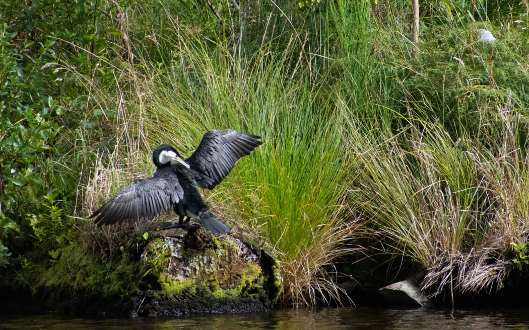 A black-and-white shag bird sits atop a mossy rock with wings outstretched in the shape of a cross. The rock is next to freshwater bordered by tussock.