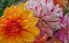 Dahlias