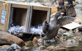 Several whio or blue ducks were successfully released into Abel Tasman National Park this week.