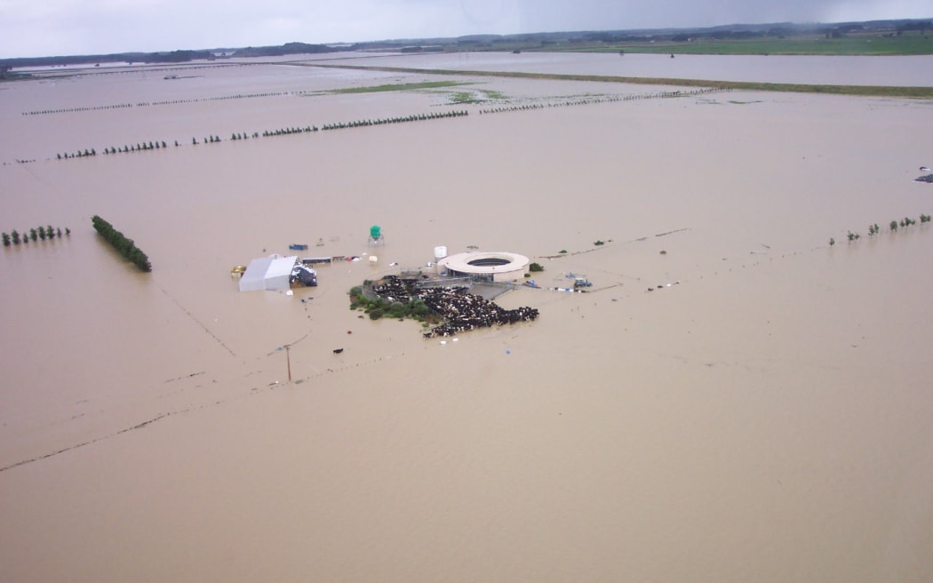 Cows try to escape the floodwater near the Moutoa floodgates.