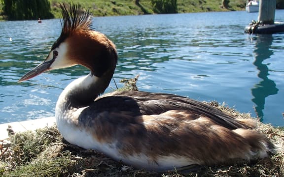 Australasian crested grebe